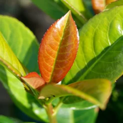 Fast Growing Trees Volcano Cherry Laurel