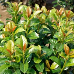 Fast Growing Trees Volcano Cherry Laurel