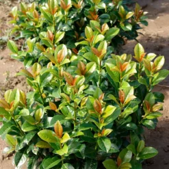 Fast Growing Trees Volcano Cherry Laurel
