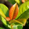 Fast Growing Trees Volcano Cherry Laurel 2 Fast Growing Trees Volcano Cherry Laurel