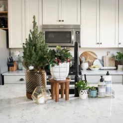 Fast Growing Trees Dwarf Alberta Spruce Gift Plant Spruce Trees