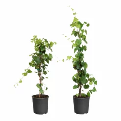 Fast Growing Trees Wine Lover's Kit