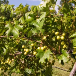 Fast Growing Trees Wine Lover's Kit