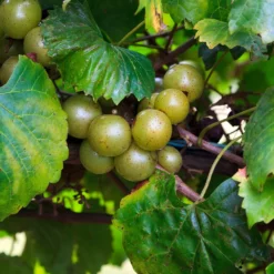 Fast Growing Trees Wine Lover's Kit