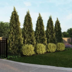 Fast Growing Trees See All House & Patio Warm-Climate Privacy Kit