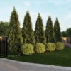 Fast Growing Trees See All House & Patio Warm-Climate Privacy Kit