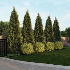 Fast Growing Trees See All House & Patio Warm-Climate Privacy Kit