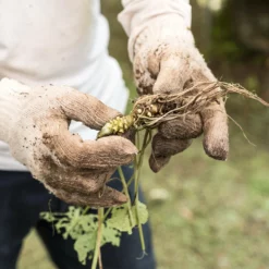 Fast Growing Trees Our Newest Arrivals Wasabi Plant