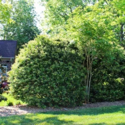 Fast Growing Trees Recurve Ligustrum Shrub (Ligustrum Recurvifolium)