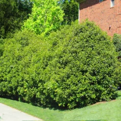 Fast Growing Trees Recurve Ligustrum Shrub (Ligustrum Recurvifolium)
