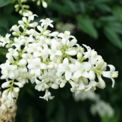 Fast Growing Trees Recurve Ligustrum Shrub (Ligustrum Recurvifolium)