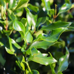 Fast Growing Trees Recurve Ligustrum Shrub (Ligustrum Recurvifolium)