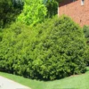 Fast Growing Trees Recurve Ligustrum Shrub (Ligustrum Recurvifolium)