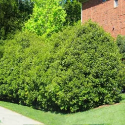 Fast Growing Trees Recurve Ligustrum Shrub (Ligustrum Recurvifolium)