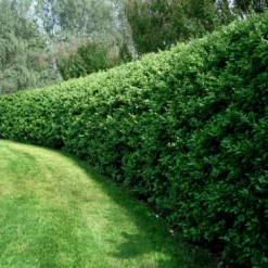 Fast Growing Trees See All Shrubs & Hedges Waxleaf Privet Hedge 10 Fast Growing Trees See All Shrubs & Hedges Waxleaf Privet Hedge