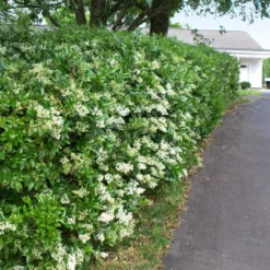 Fast Growing Trees See All Shrubs & Hedges Waxleaf Privet Hedge