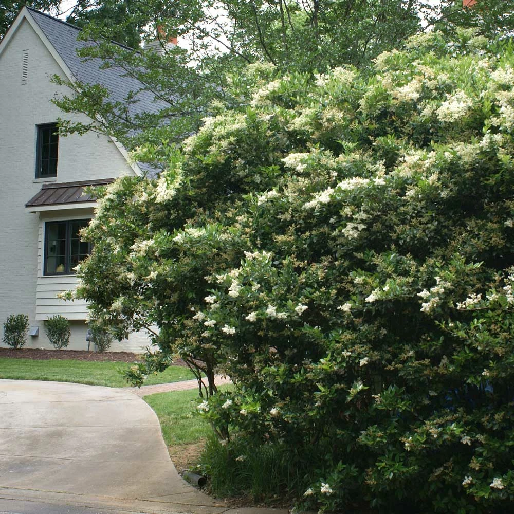 Fast Growing Trees See All Shrubs & Hedges Waxleaf Privet Hedge 6 Fast Growing Trees See All Shrubs & Hedges Waxleaf Privet Hedge