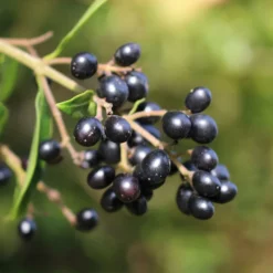 Fast Growing Trees See All Shrubs & Hedges Waxleaf Privet Hedge 13 Fast Growing Trees See All Shrubs & Hedges Waxleaf Privet Hedge