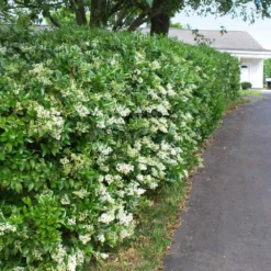 Fast Growing Trees See All Shrubs & Hedges Waxleaf Privet Hedge