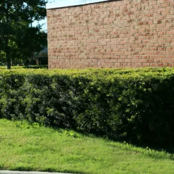 Fast Growing Trees Wax Myrtle Tree See All Shade Trees