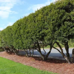 Fast Growing Trees Wax Myrtle Tree See All Shade Trees