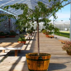Fast Growing Trees Weeping Extraordinaire™ Cherry Tree