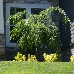 Fast Growing Trees Weeping Extraordinaire™ Cherry Tree