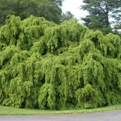 Fast Growing Trees Weeping Hemlock See All Evergreen & Privacy Trees