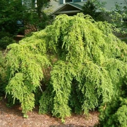 Fast Growing Trees Weeping Hemlock See All Evergreen & Privacy Trees