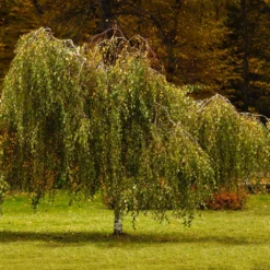 Fast Growing Trees Young's Weeping Birch