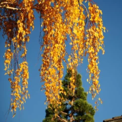 Fast Growing Trees Young's Weeping Birch
