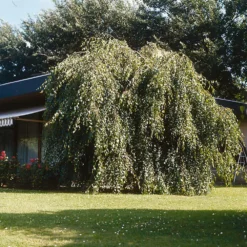 Fast Growing Trees Young's Weeping Birch