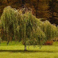 Fast Growing Trees Young's Weeping Birch