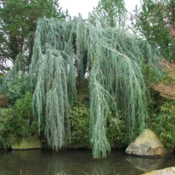 Fast Growing Trees Weeping Blue Atlas Cedar Tree Cedars