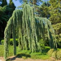 Fast Growing Trees Weeping Blue Atlas Cedar Tree Cedars