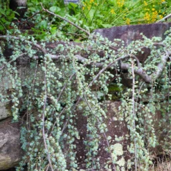 Fast Growing Trees Weeping Blue Atlas Cedar Tree Cedars