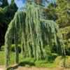 Fast Growing Trees Weeping Blue Atlas Cedar Tree Cedars