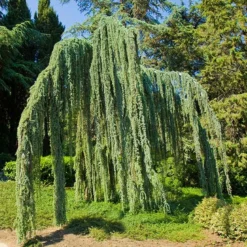 Fast Growing Trees Weeping Blue Atlas Cedar Tree Cedars