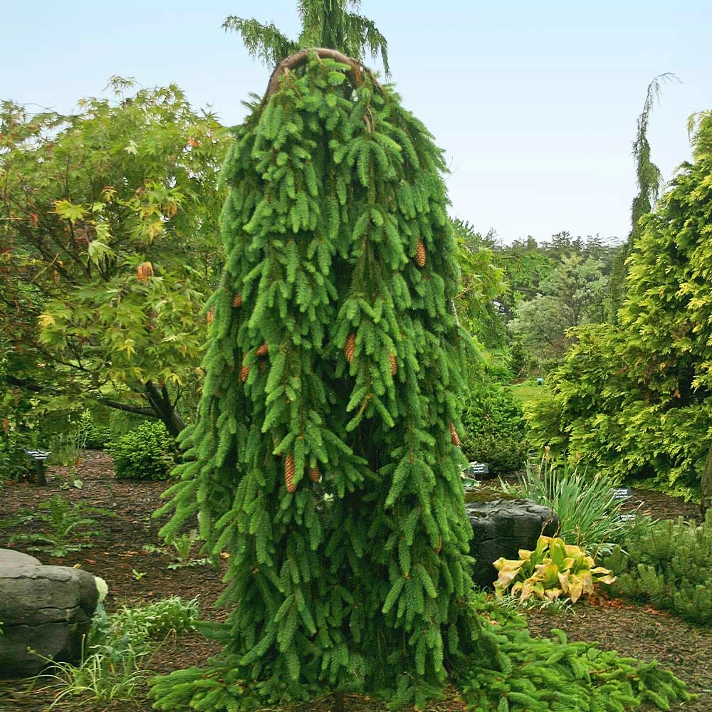Fast Growing Trees Spruce Trees Weeping Norway Spruce Tree 4 Fast Growing Trees Spruce Trees Weeping Norway Spruce Tree