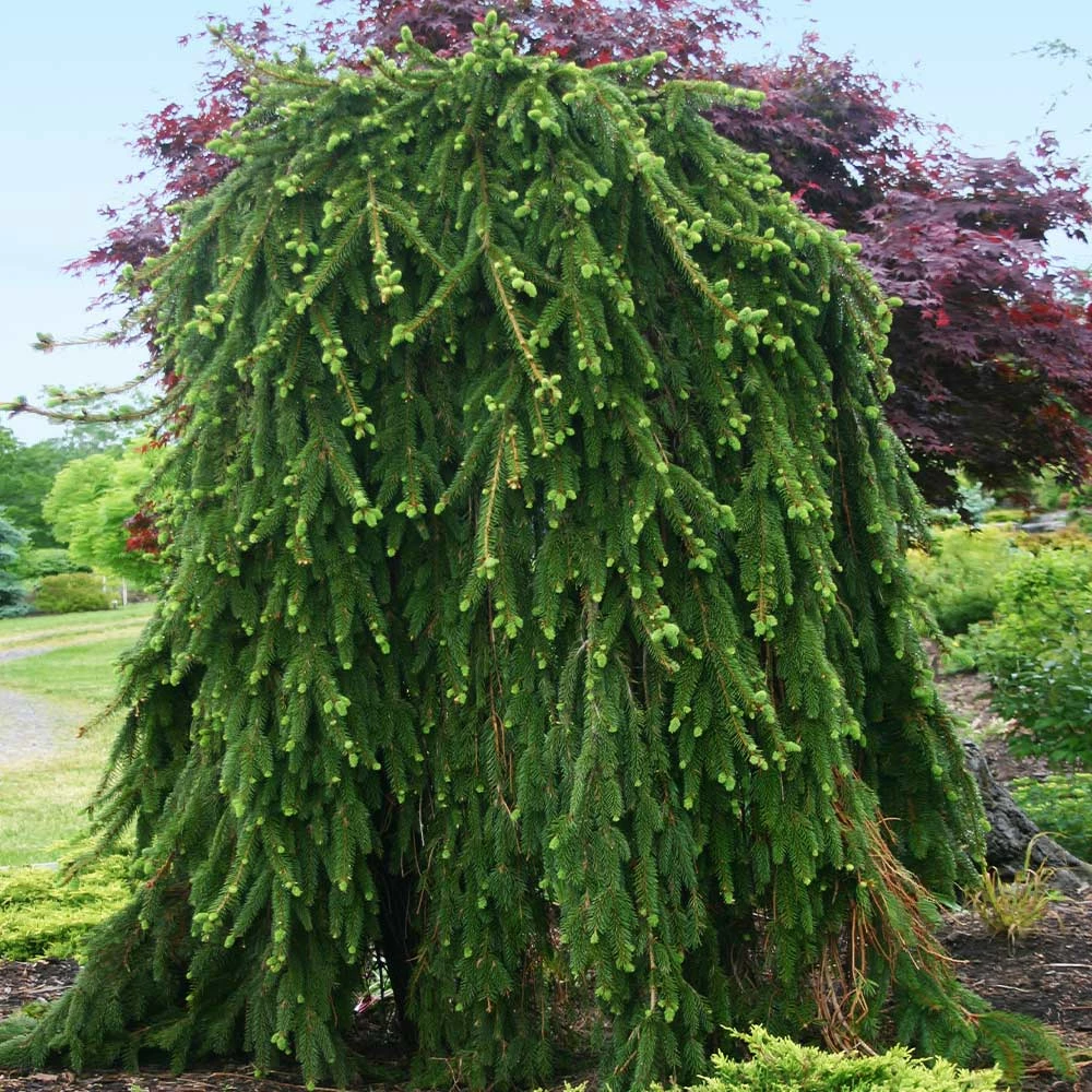 Fast Growing Trees Spruce Trees Weeping Norway Spruce Tree 5 Fast Growing Trees Spruce Trees Weeping Norway Spruce Tree