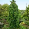 Fast Growing Trees Spruce Trees Weeping Norway Spruce Tree
