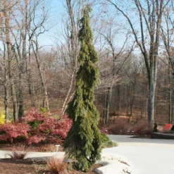 Fast Growing Trees Weeping White Spruce Tree