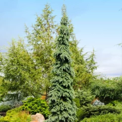 Fast Growing Trees Weeping White Spruce Tree