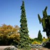 Fast Growing Trees Weeping White Spruce Tree