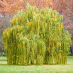 Fast Growing Trees Weeping Willow Willow Trees