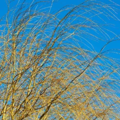 Fast Growing Trees Weeping Willow Willow Trees