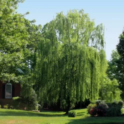 Fast Growing Trees Weeping Willow Willow Trees
