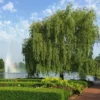 Fast Growing Trees Weeping Willow Willow Trees