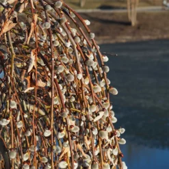 Fast Growing Trees Weeping Pussy Willow Willow Trees