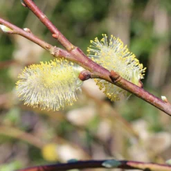 Fast Growing Trees Weeping Pussy Willow Willow Trees